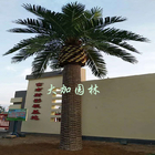 Palmier jaune canari artificiel adapté aux besoins du client de noix de coco d'algues de grande taille de 8m pour la décoration extérieure