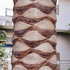 Arbres extérieurs de noix de coco de palmier de fibre de verre d'arbre de plage artificielle de mail