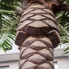 Arbres extérieurs de noix de coco de palmier de fibre de verre d'arbre de plage artificielle de mail