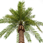 Arbre de regard naturel artificiel de palmier dattier de 5 mètres pour la décoration