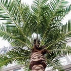 Grands palmiers en plastique artificiels de date de palmier grand extérieur à feuilles persistantes bon marché de date pour le jardin