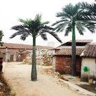 Le Roi royal cubain artificiel décoratif Palm Small Tree de taille faite sur commande de 6.3m