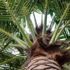 Palmiers artificiels de preuve UV de fibre de verre d'intérieur