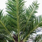 arbre de noix de coco artificiel de tronc en métal de 7m pour la décoration