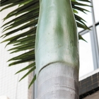 8m ont allumé la protection UV de palmiers de tronc artificiel de fibre de verre