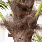 gel de palmiers artificiels extérieurs de noix de coco de 4.5m anti