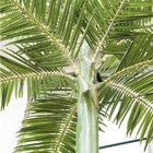 Palmier de palmier royal 8m artificiel en plastique pour l'espace piscine
