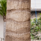 palmiers à feuilles persistantes de 4m grands faux, palmier presque naturel pour le paysage de jardin