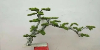 Arbres verts artificiels de Dajia 1m, faux arbre réaliste de bonsaïs pour le jardin