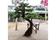 arbre d'intérieur artificiel de Podocarpus de 1m, aucun Cedar Bonsai Tree artificiel néfaste